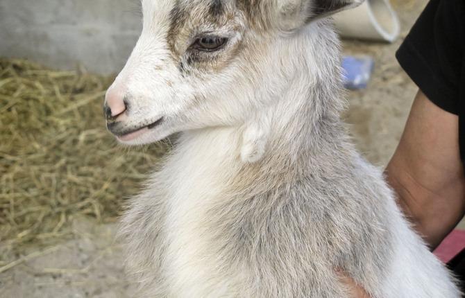 Cameroon Dwarf Goat Al Uehre 1