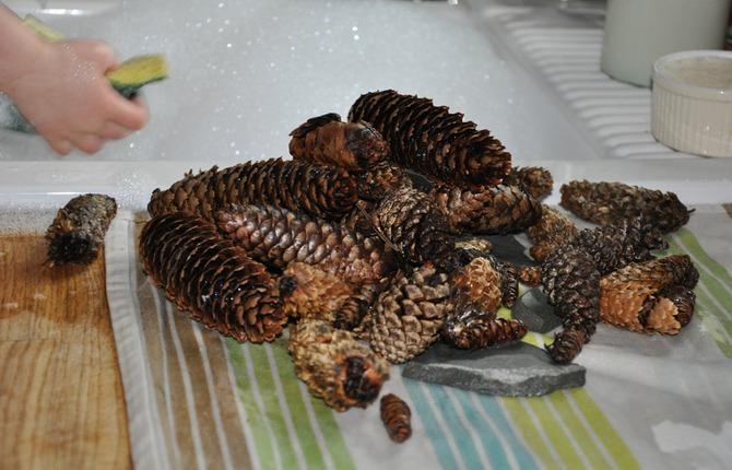 Pine Cones 1