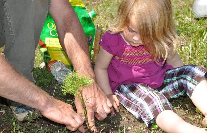 planting a tree 1 1