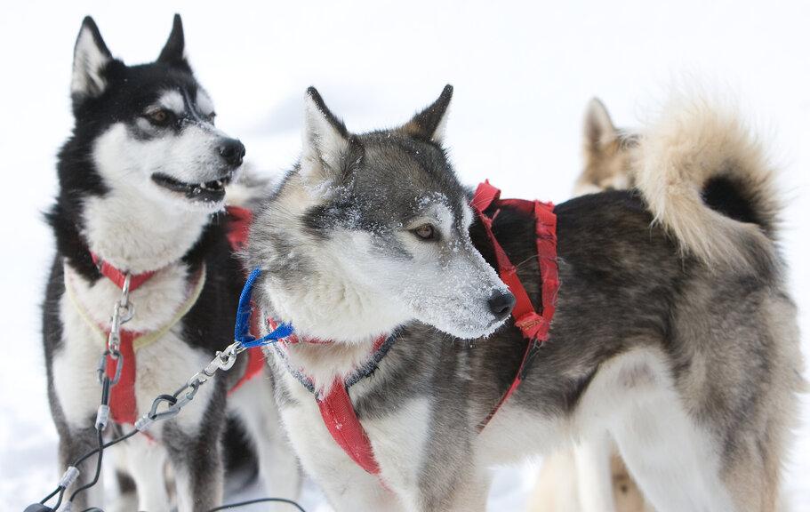 rsz 1dogsledding in haliburton 16