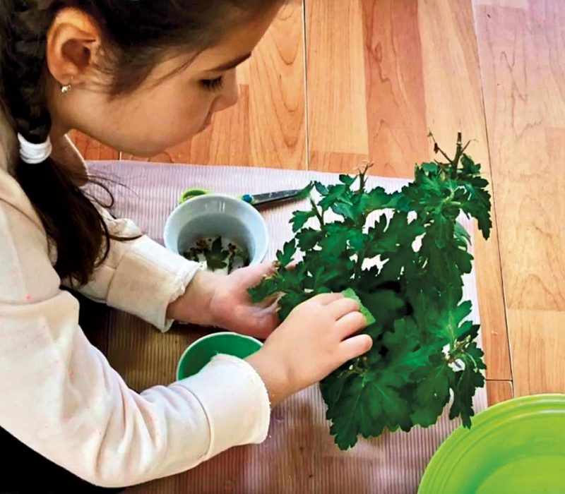 little girl picking herb
