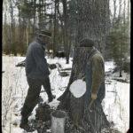 Maple Syrup courtesy Mike Morden