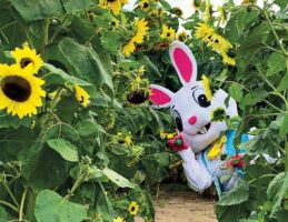 bunny mascot in the sunflower farm