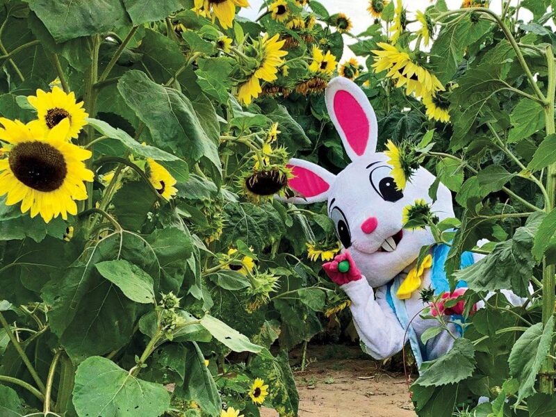 bunny mascot in the sunflower farm