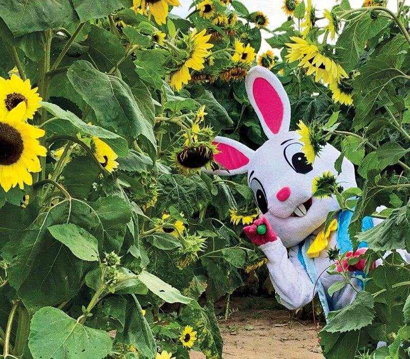 bunny mascot in the sunflower farm