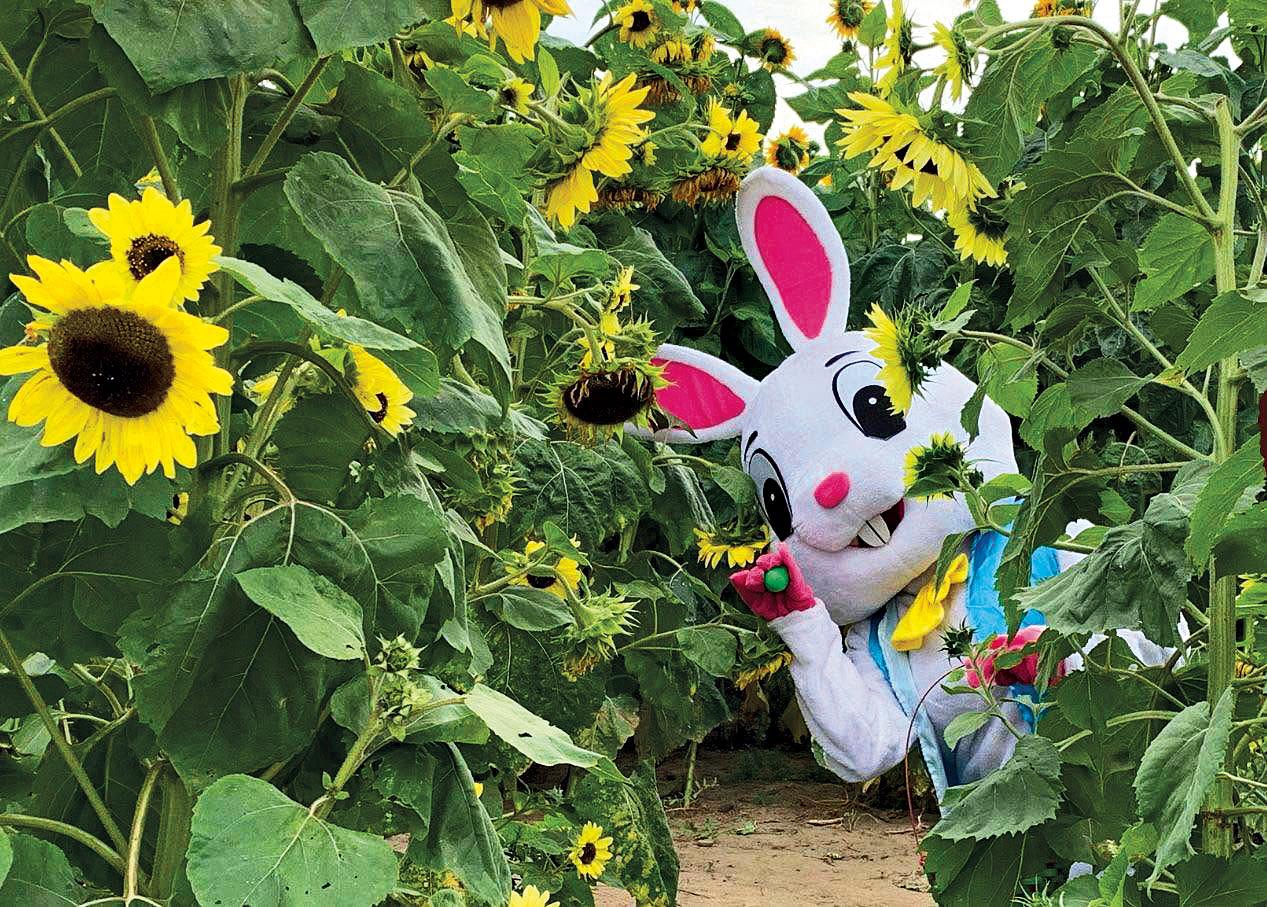 bunny mascot in the sunflower farm